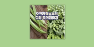 오크라 효능
