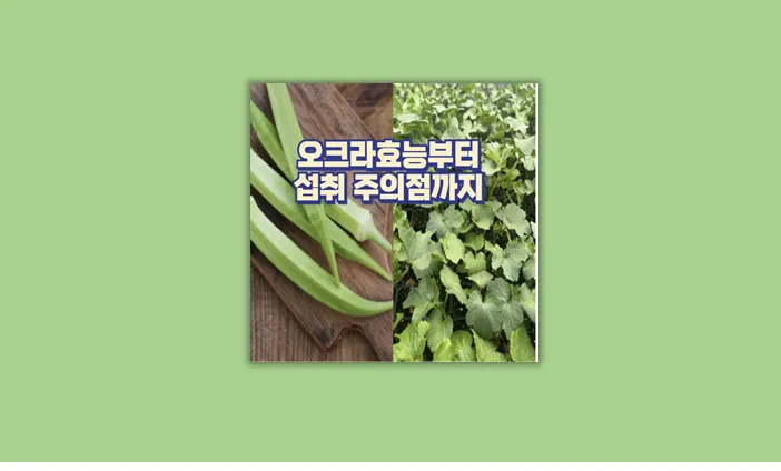 오크라 효능